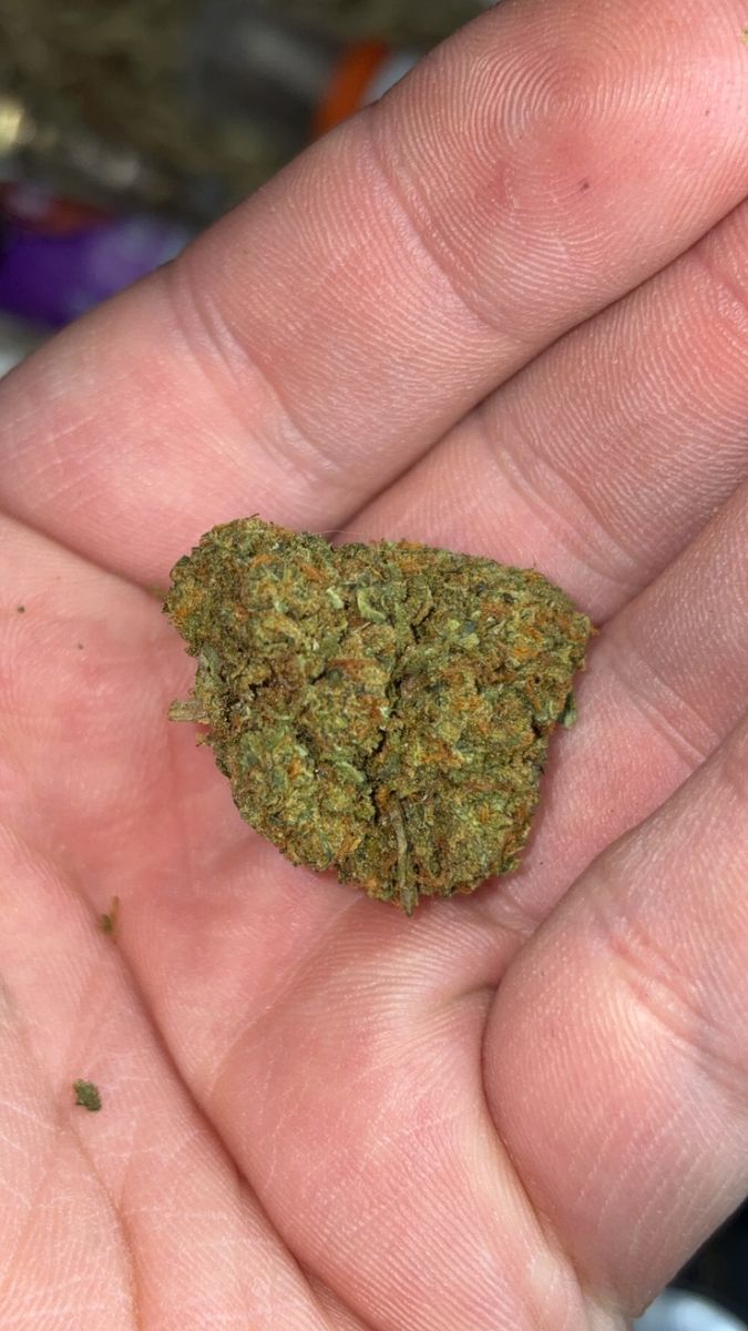 Chocolate Truffle strain