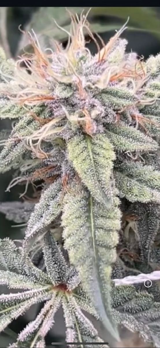 Bstnclass Cannabis Fruity Sunrise