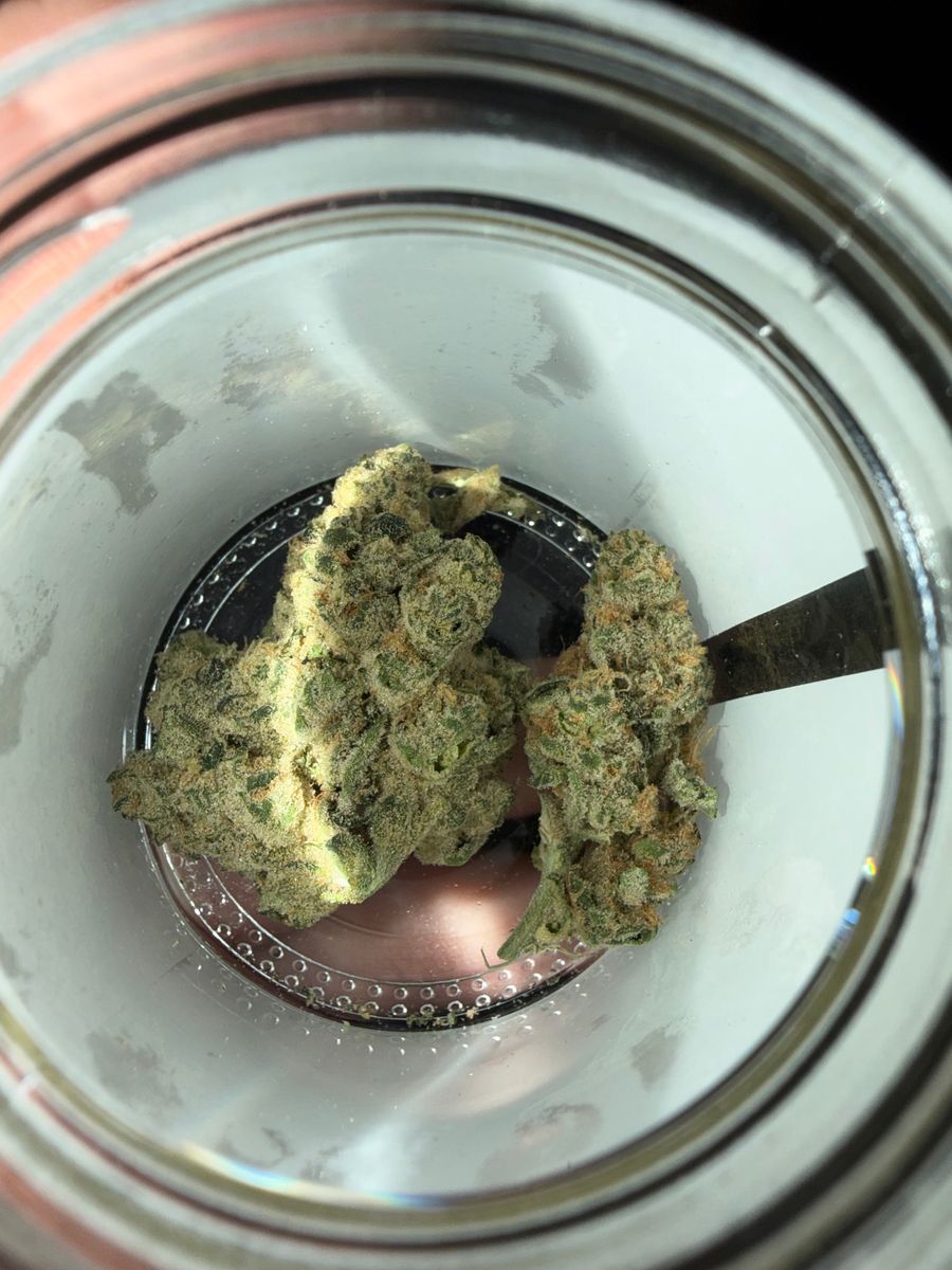 Miami Yeyo strain