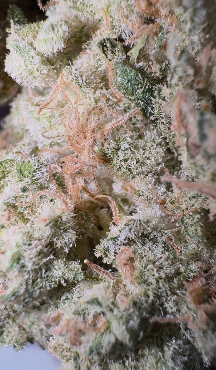 Cherry Ludens strain