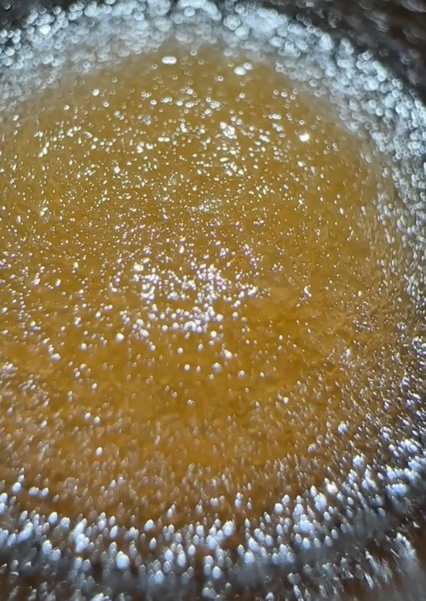 Papaya strain