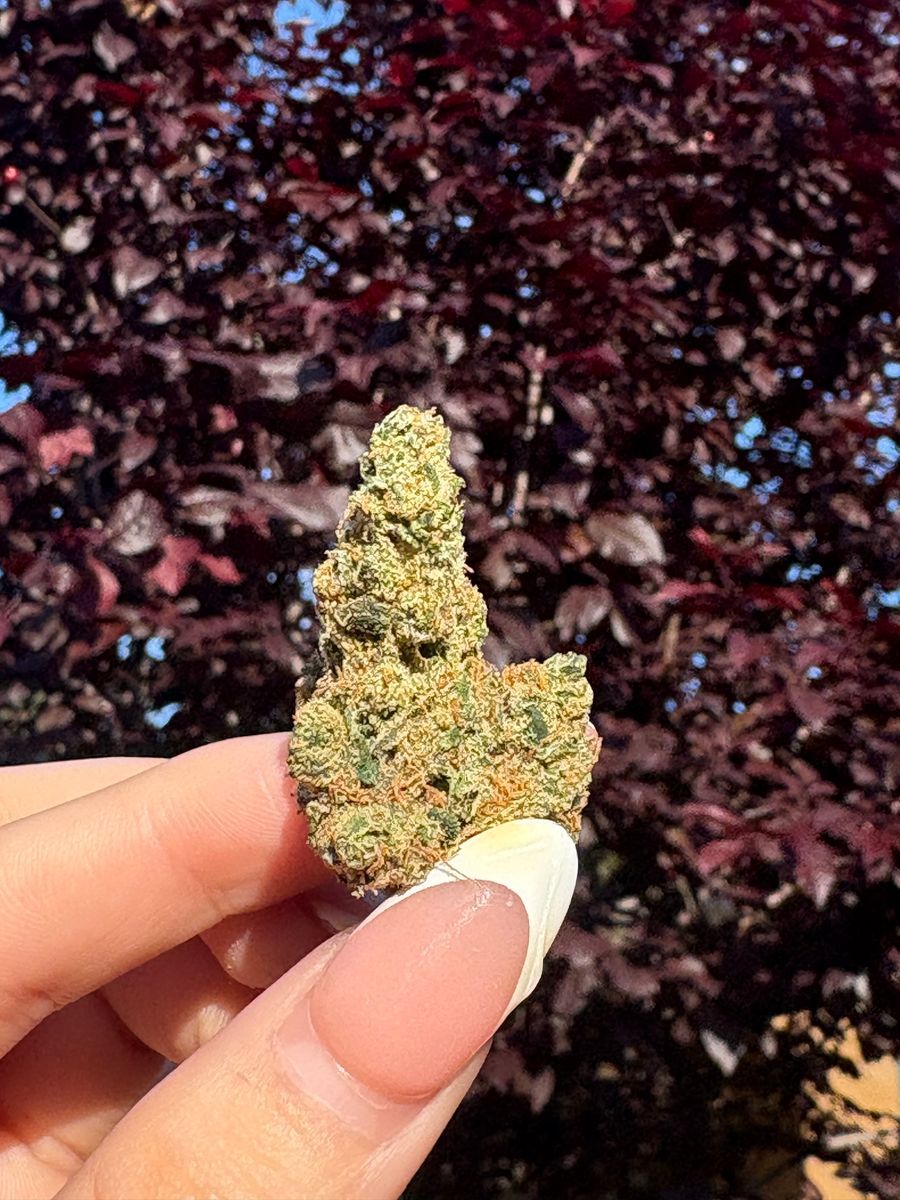 Lolly strain
