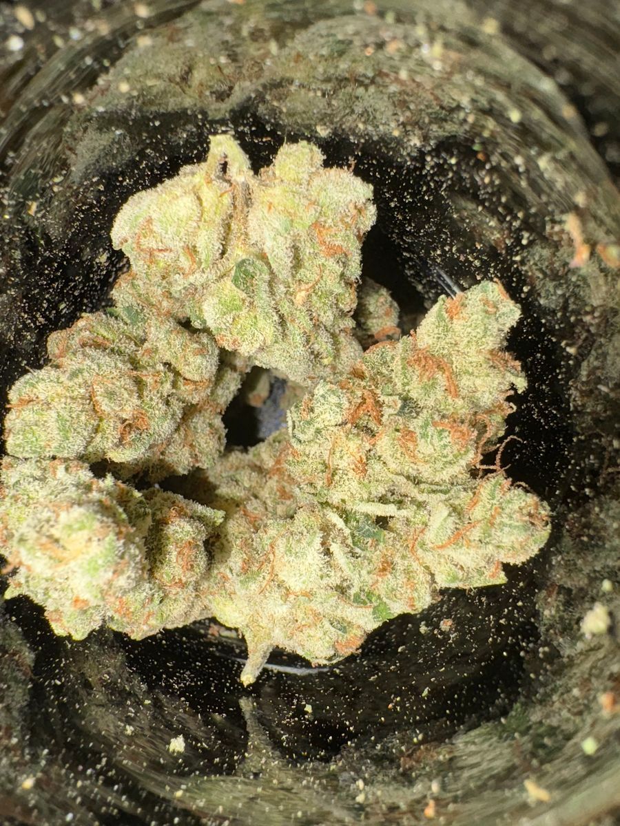 Guava Pie strain
