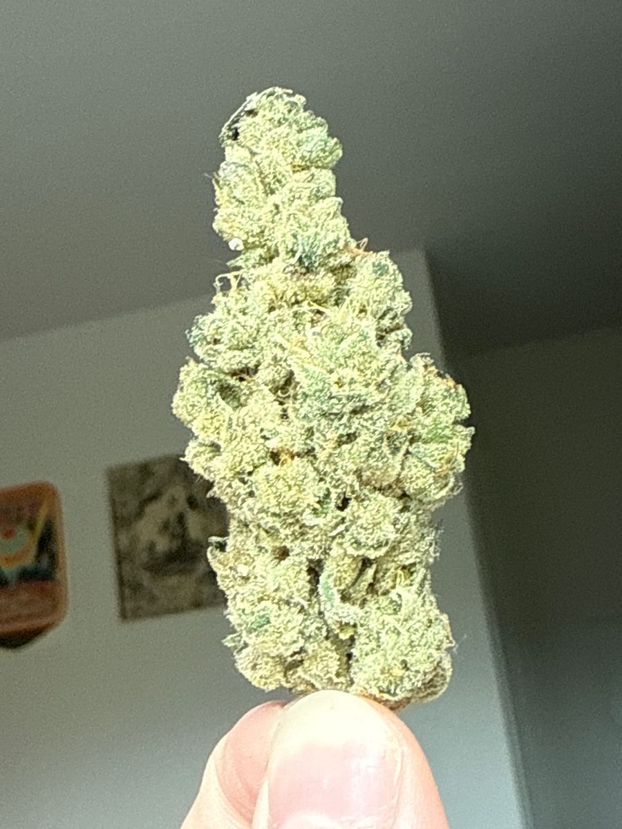 Sherb Cocktail strain