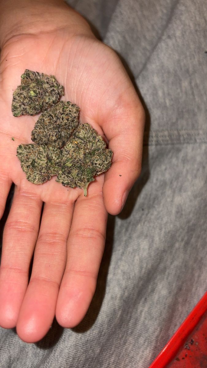 Lemon strain