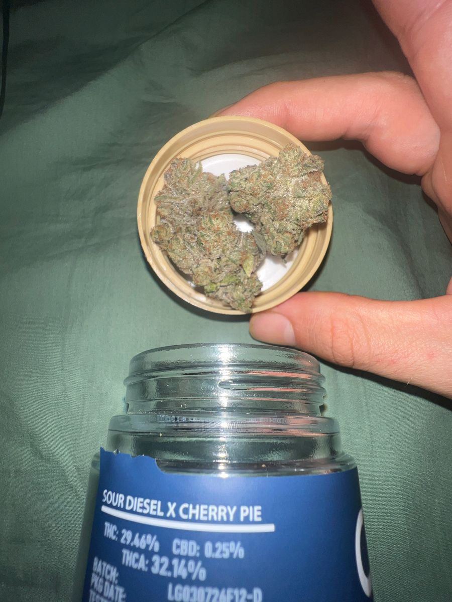 Cam Laughing Gas (Cherry Pie X Sour Diesel)