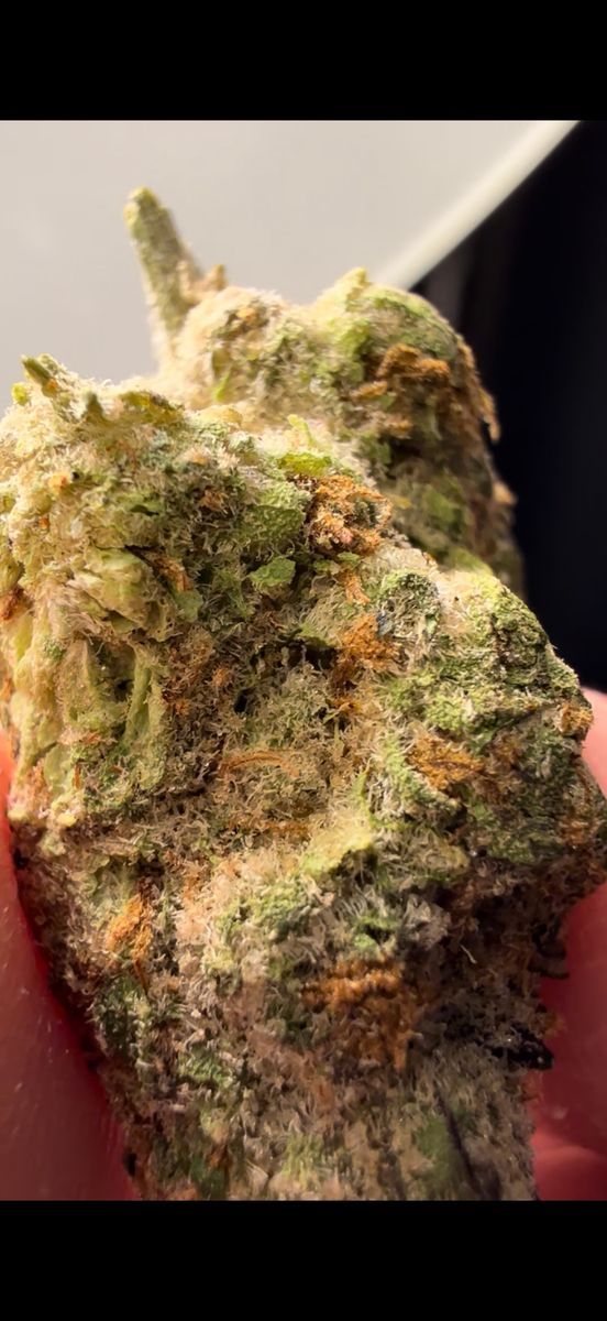 Mochi Gelato strain