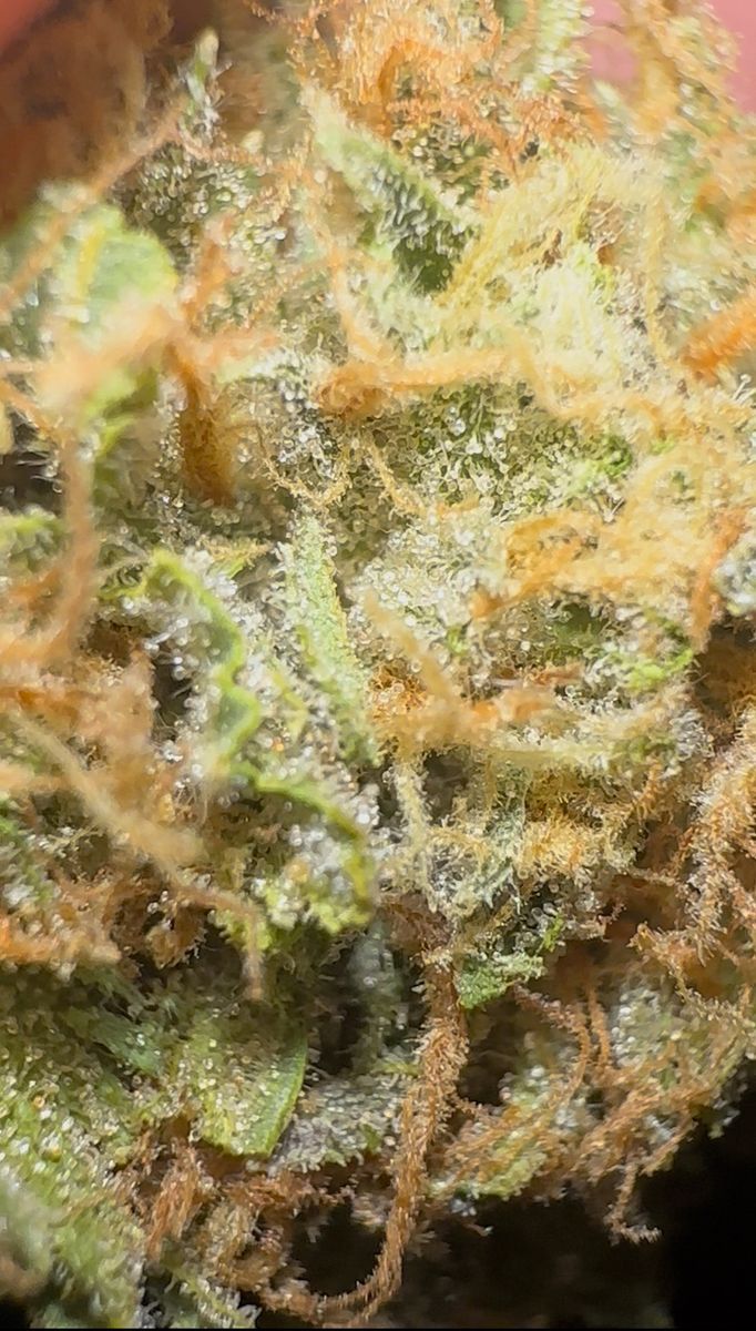Zkittlez strain