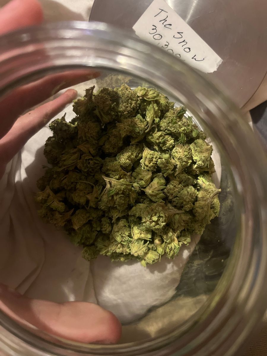 The Snow strain