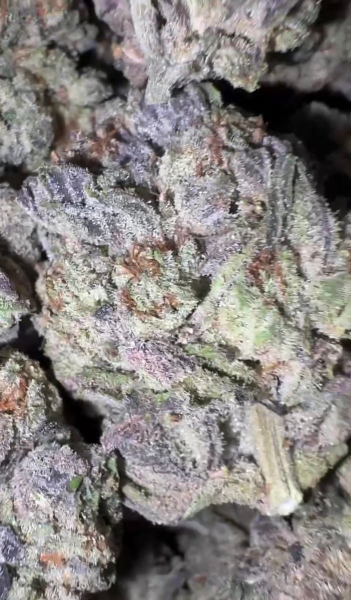 Powdered Donut strain