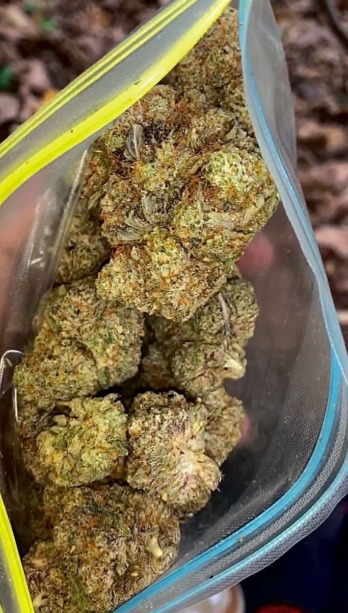 Homegrown Zebra Ztripez