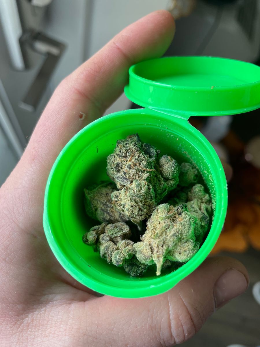 Baby Turtle strain