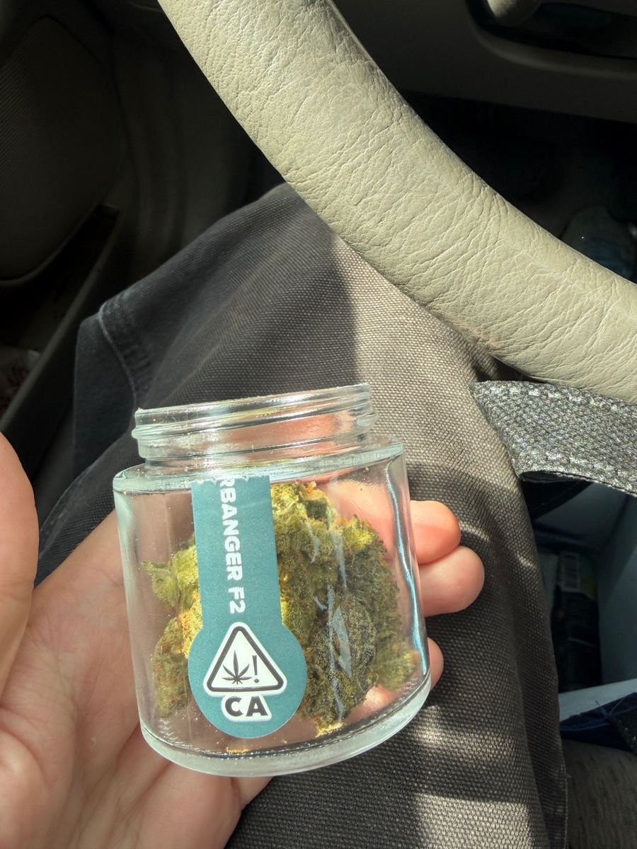 Sherbanger F2 strain