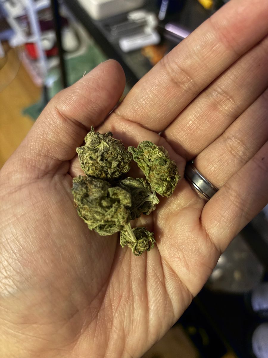 Lemon Bars strain