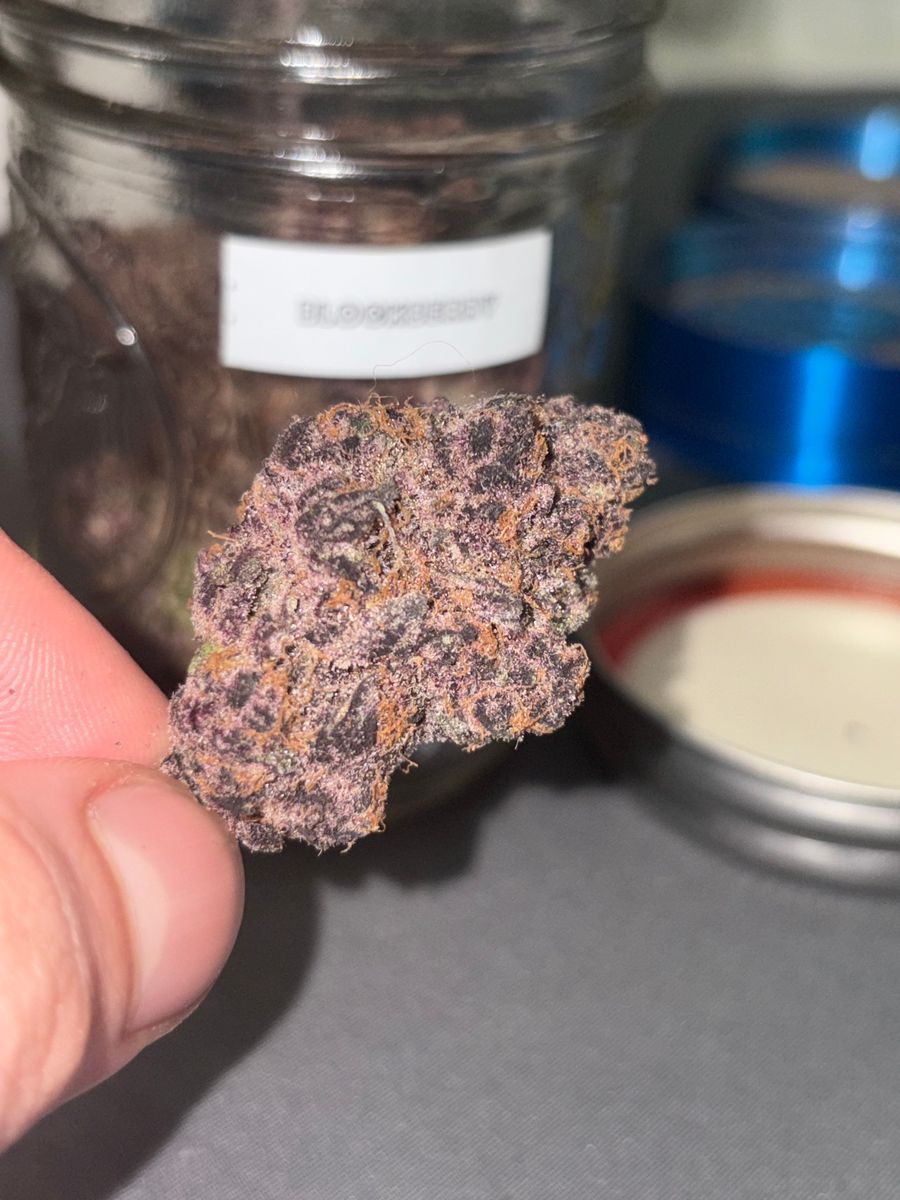 Blockberry strain
