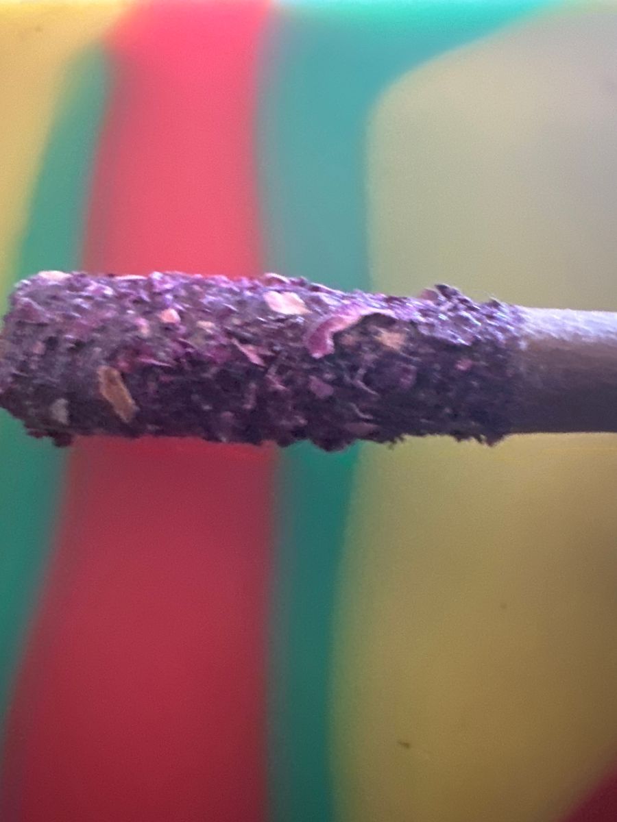 Queen Of Bud Red Jasper