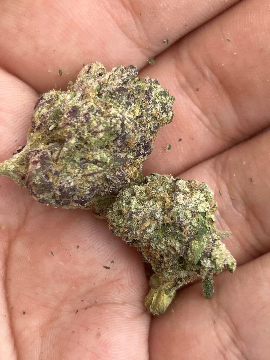 Zushi strain