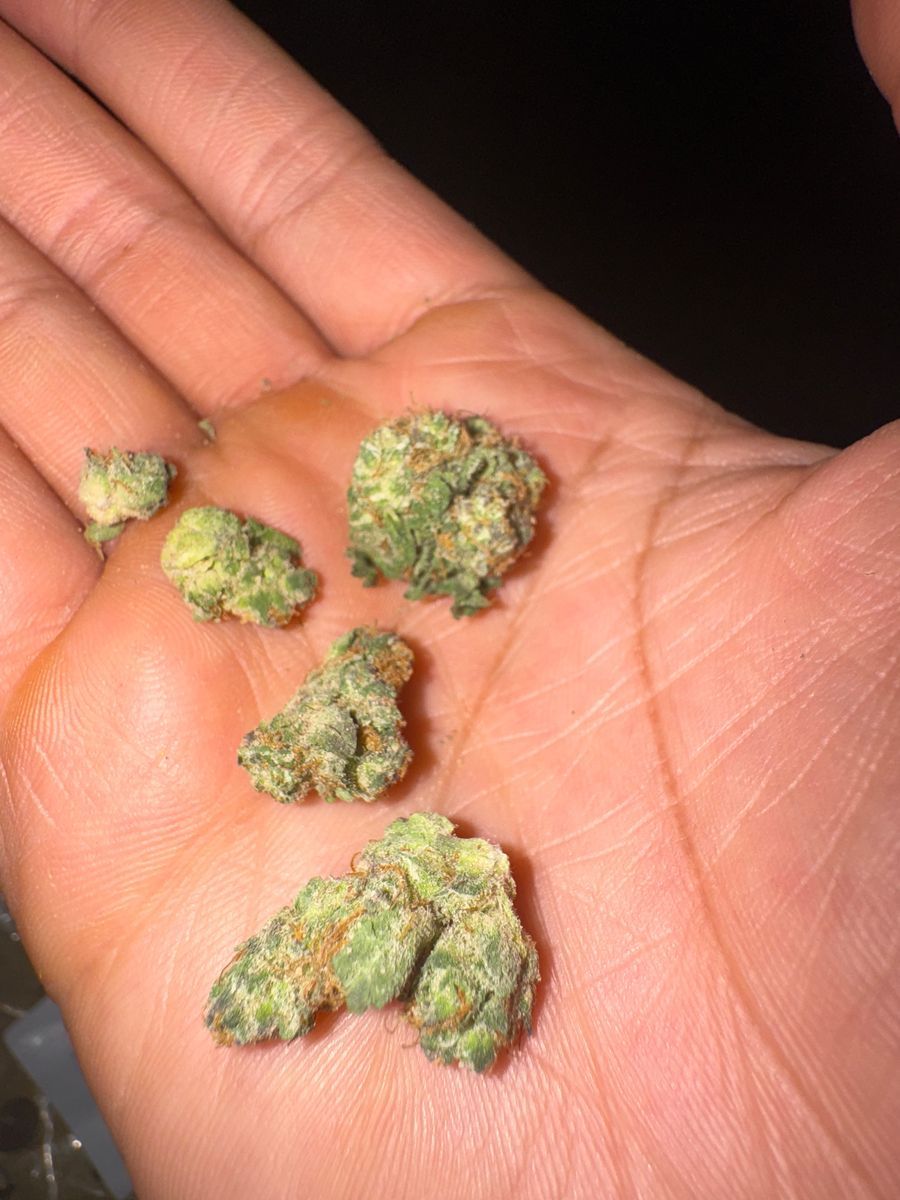 Pink Melons strain