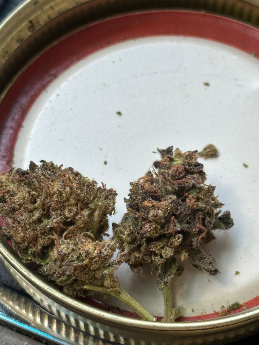 Grape Ape strain