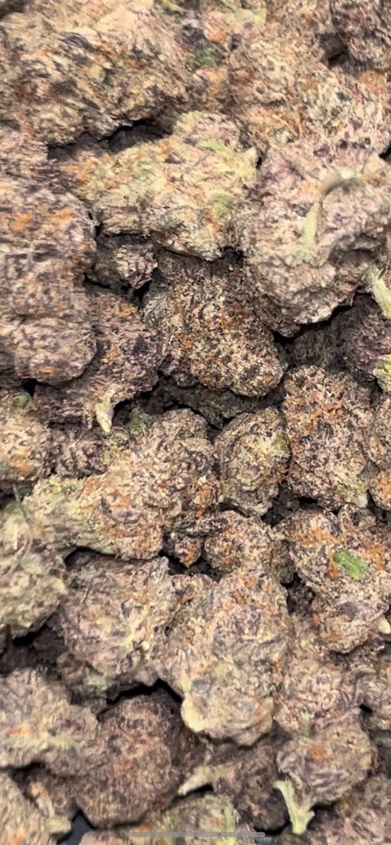Queen Cookis strain
