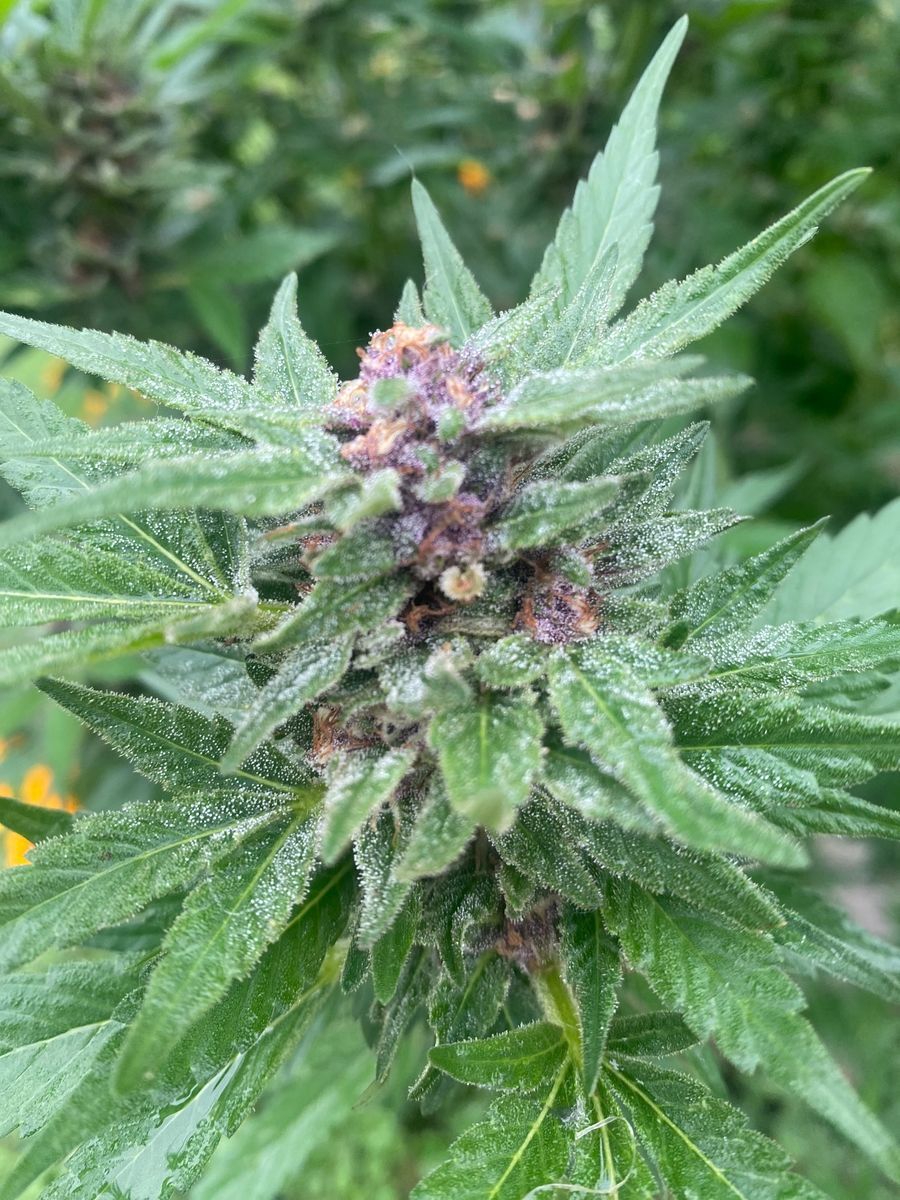 Seed And Smith White Widow