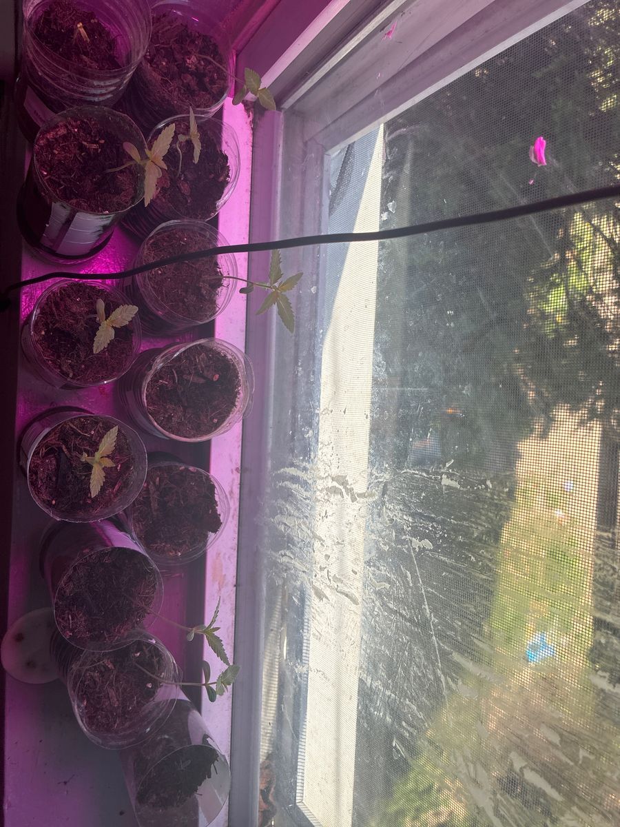 All Types 😁 strain