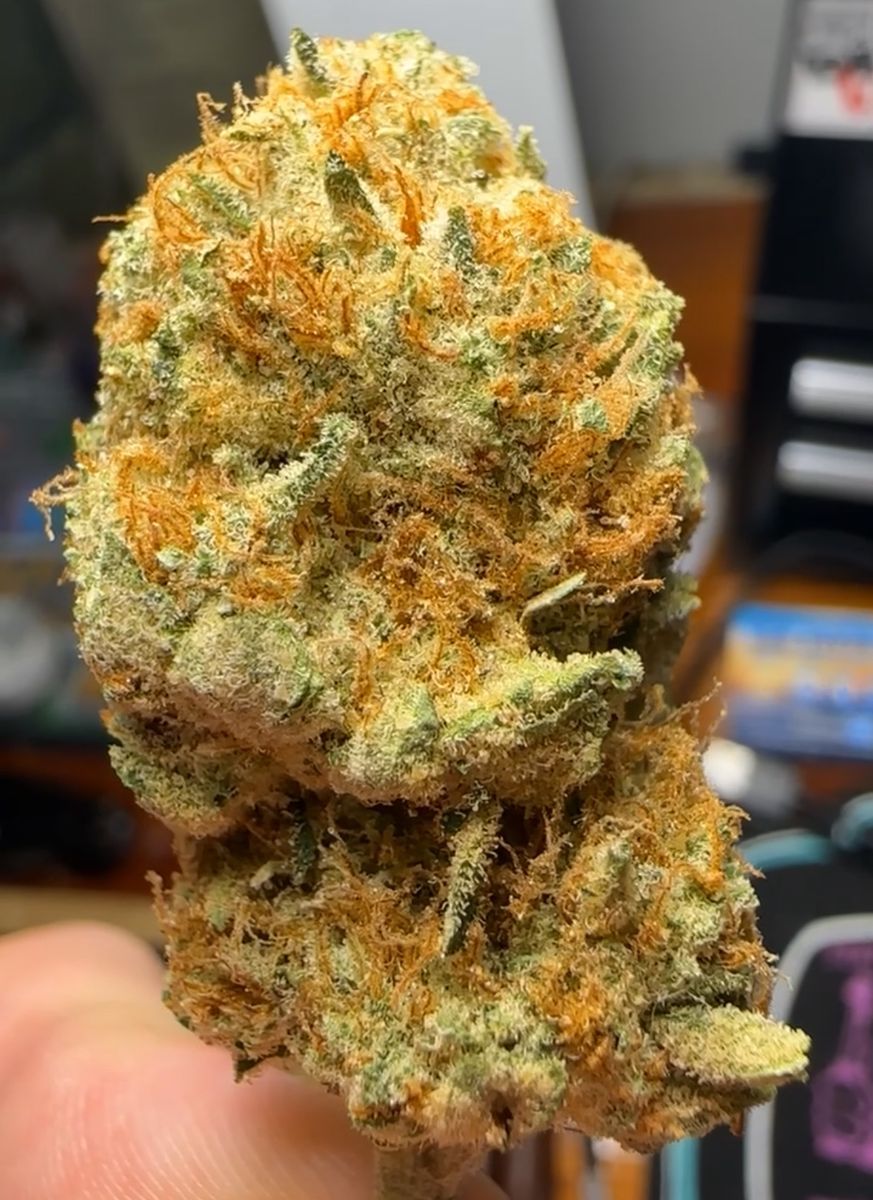 Peach Tree strain