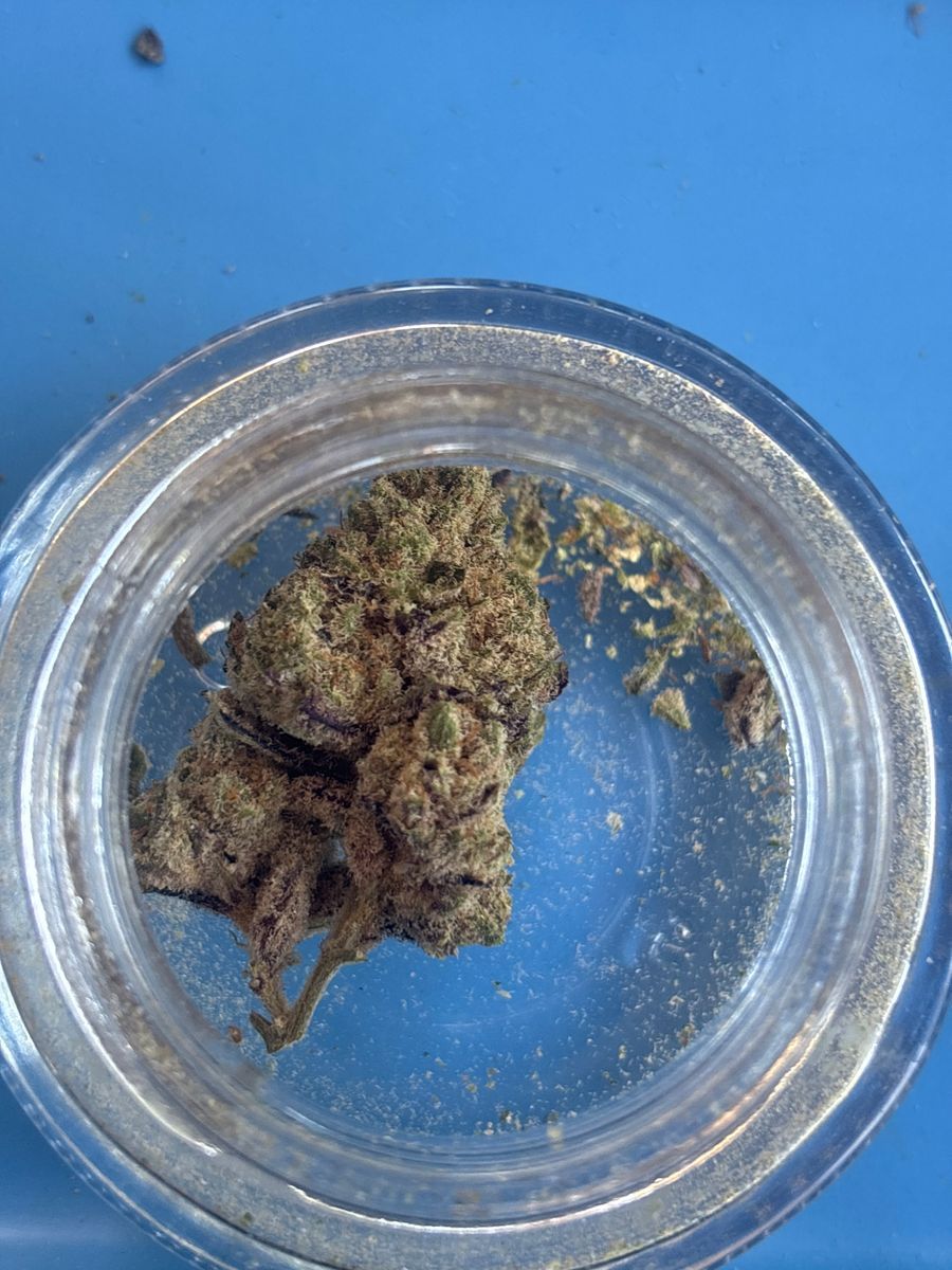 Purple Milk strain