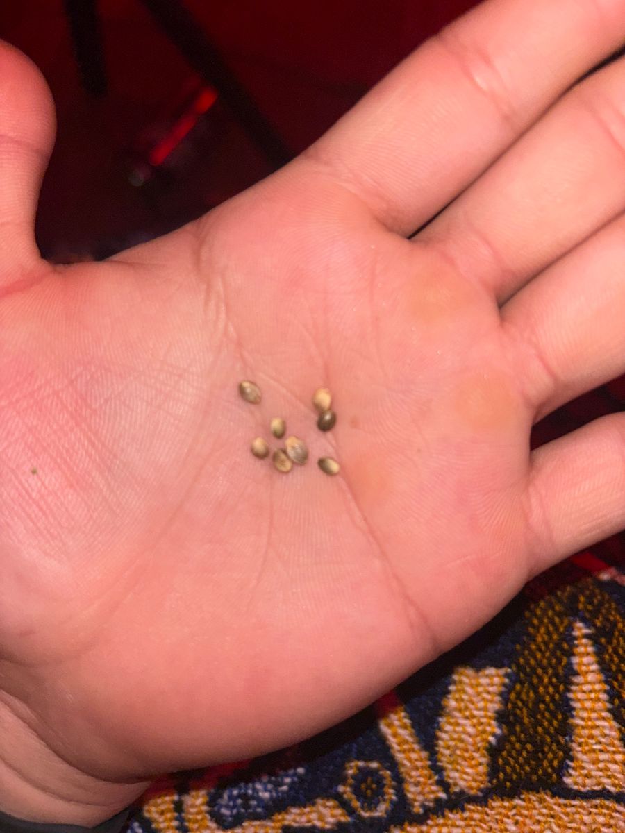 None Seeds