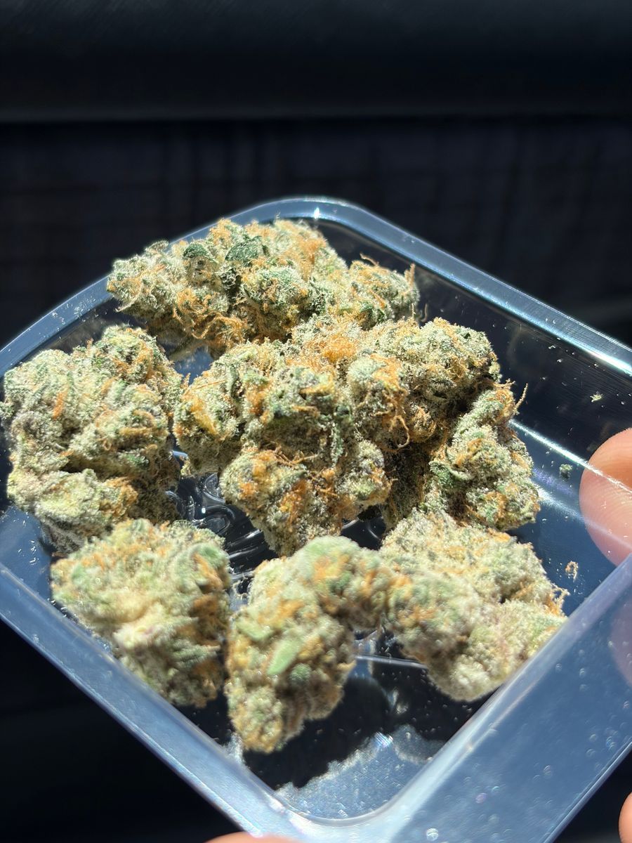 Jungle Boys Orange Apricot
