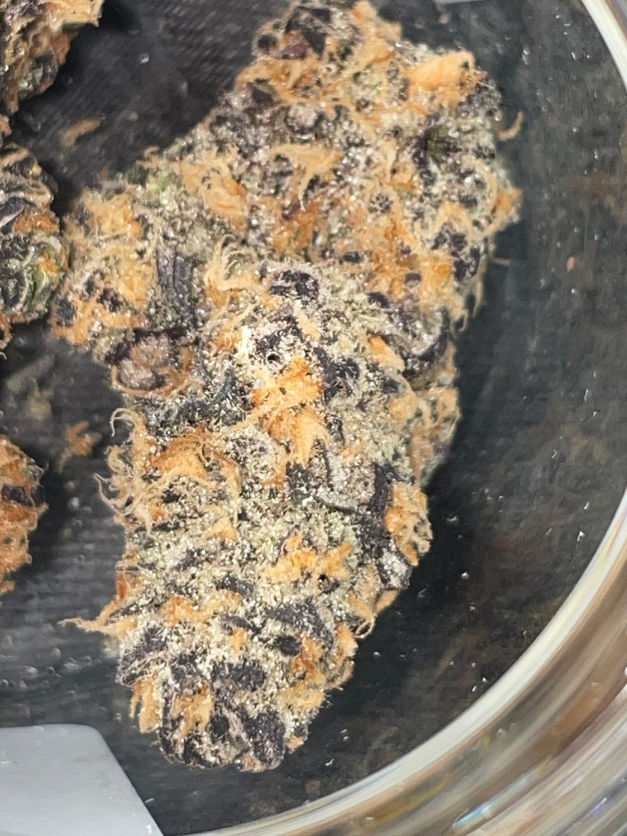 Black Truffle strain