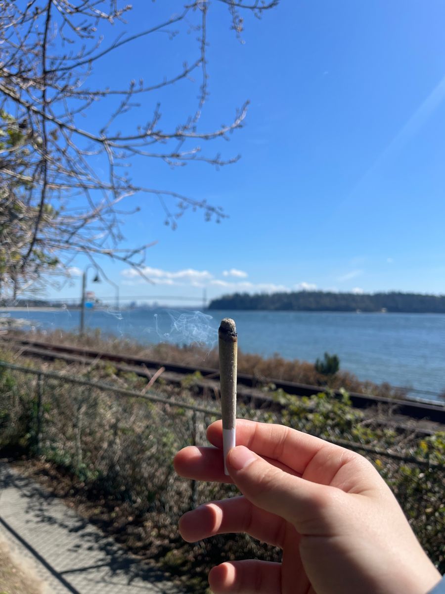 Bc Weed Co Lemon Bang Bang