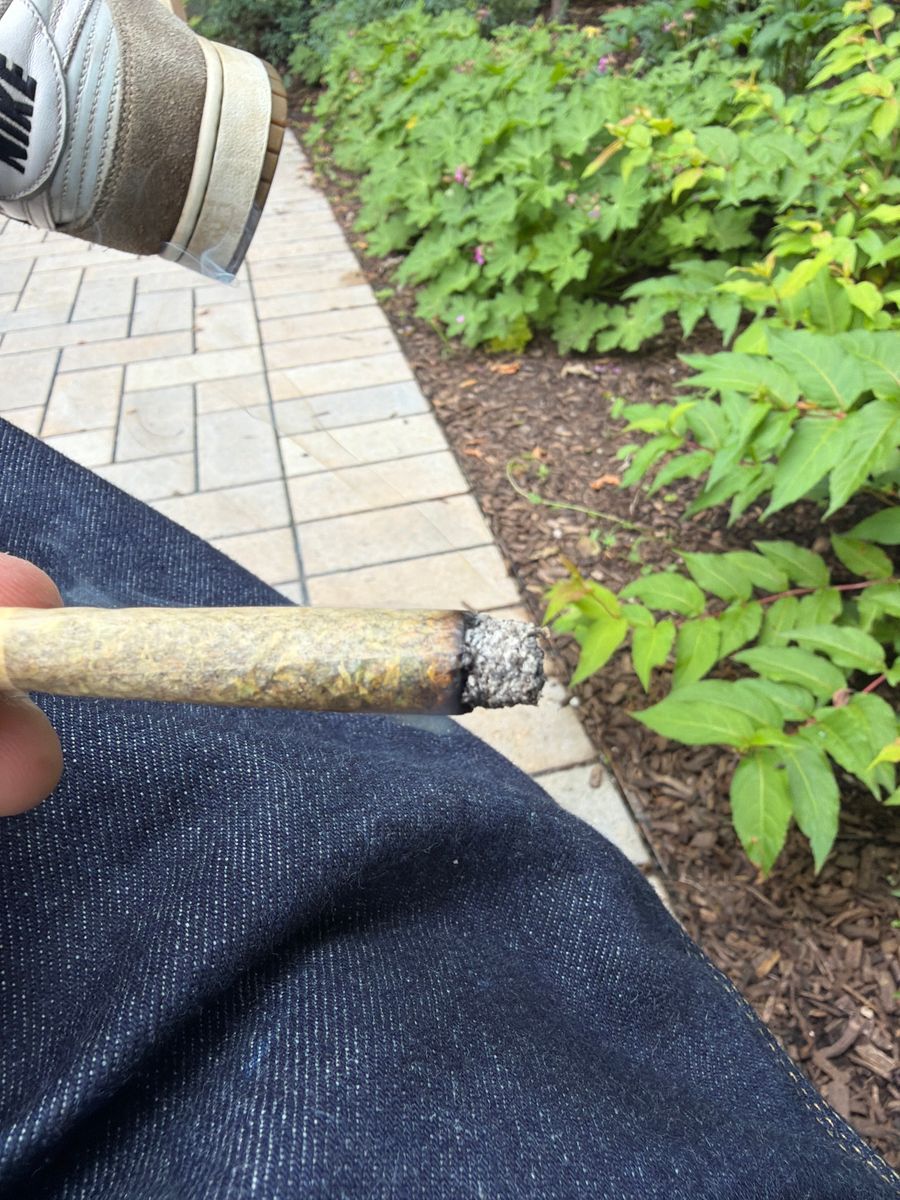 Flora Arbor: Lemon Cherry Gelato