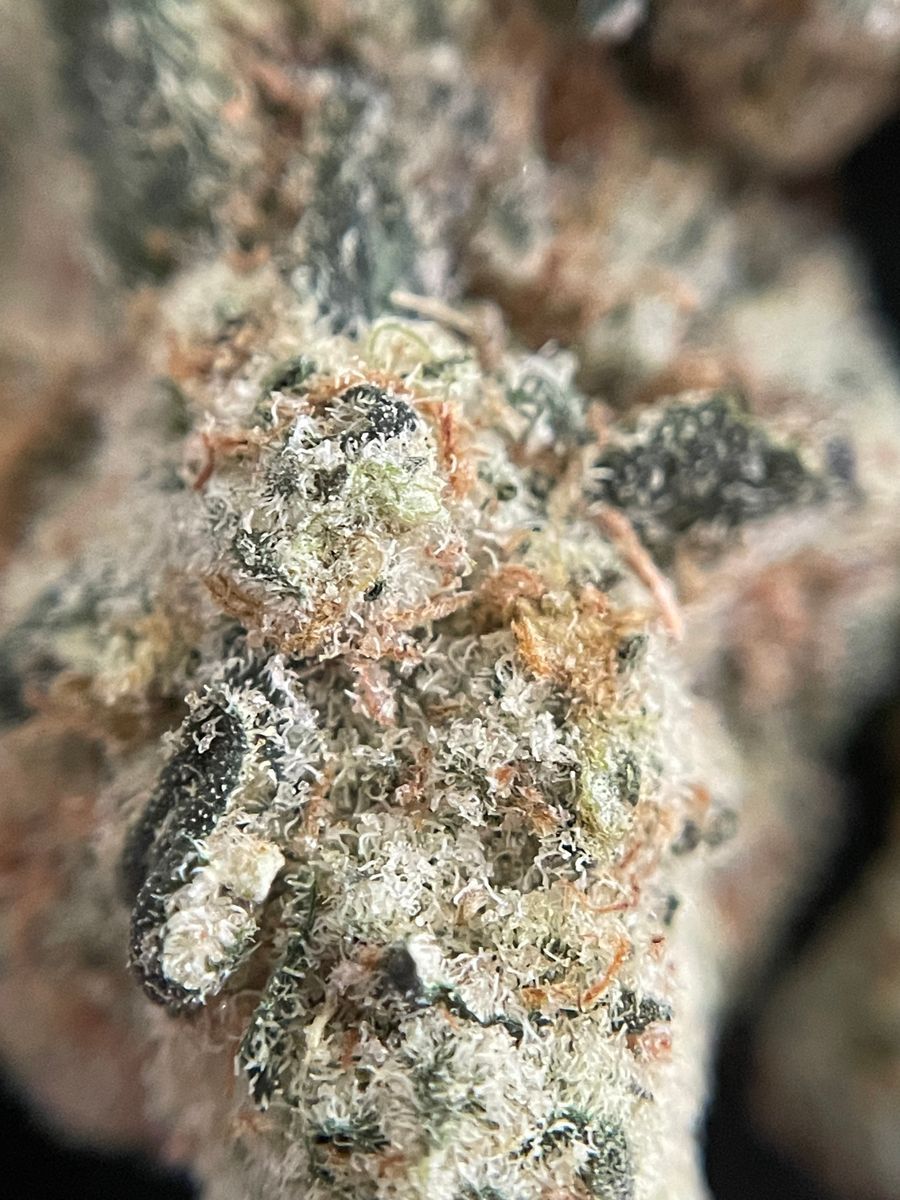 Pure Bliss brand