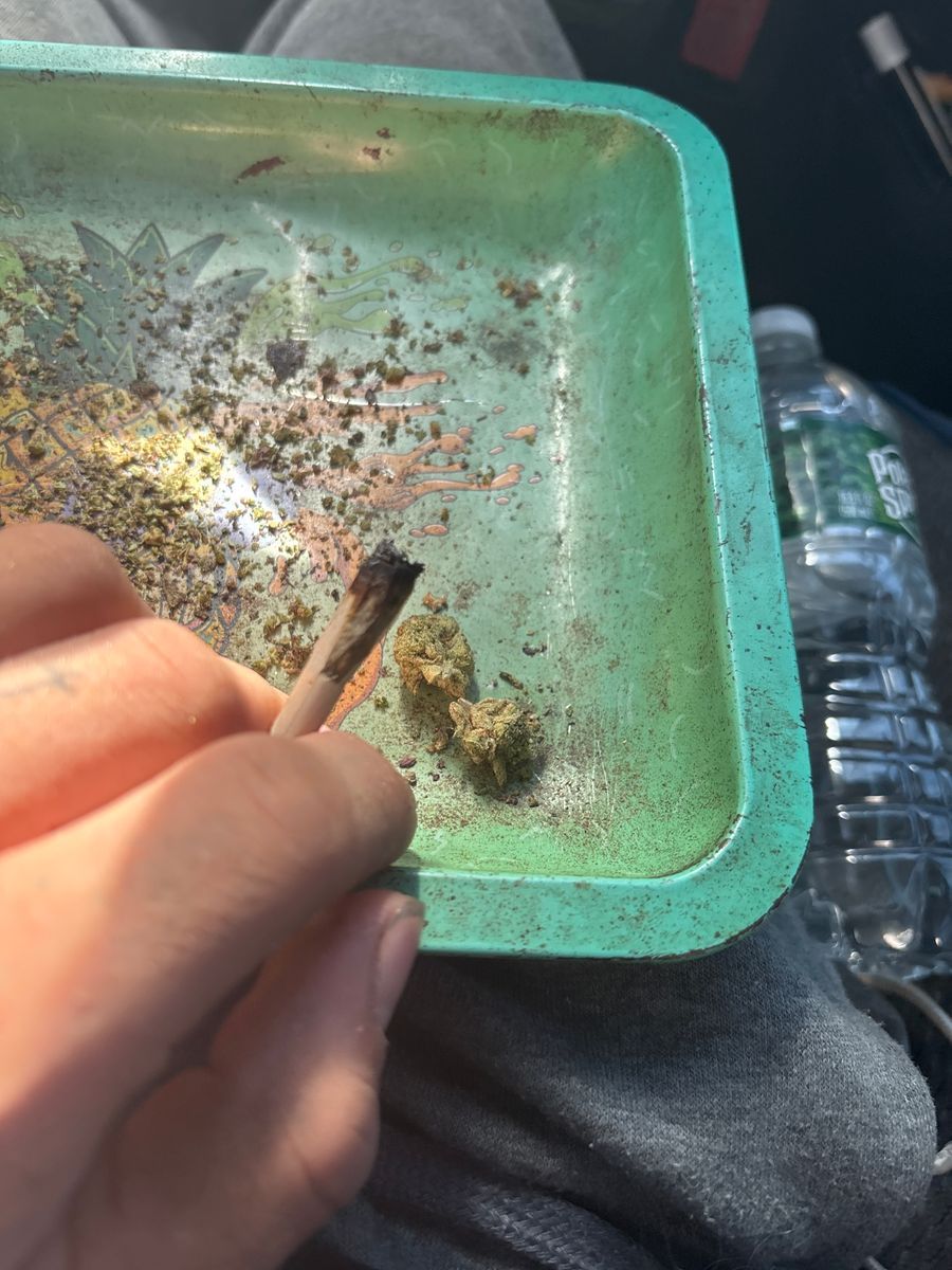 Acai Berry strain