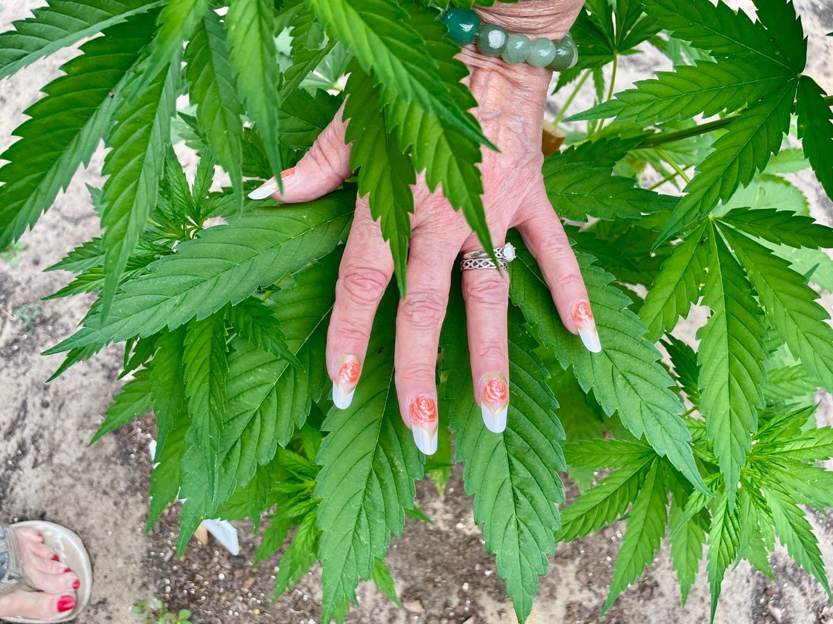 Stellas Homegrown Dosidos