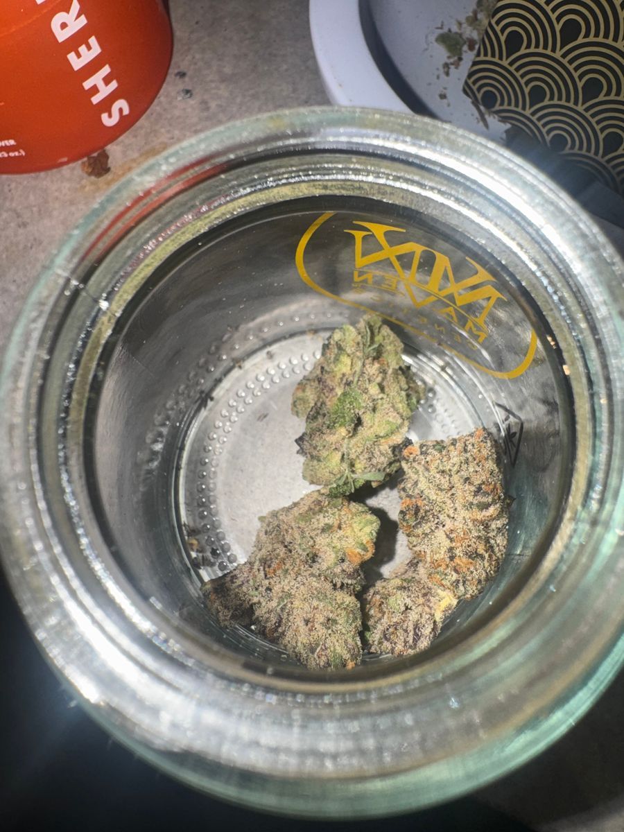 Maven Genetics Blue Lotus