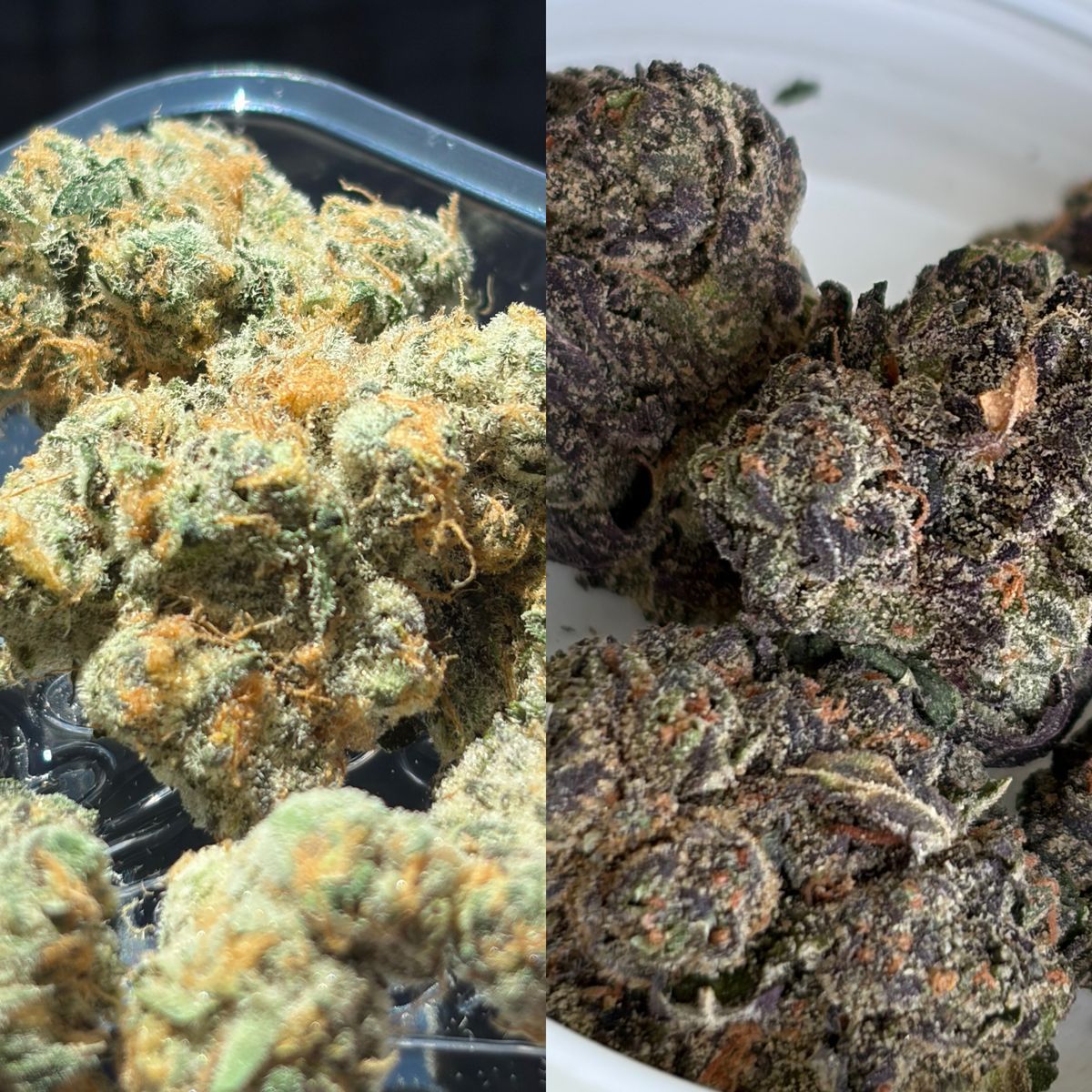 (Jb)Orange Apricot X (Cso) Gastro Pop strain