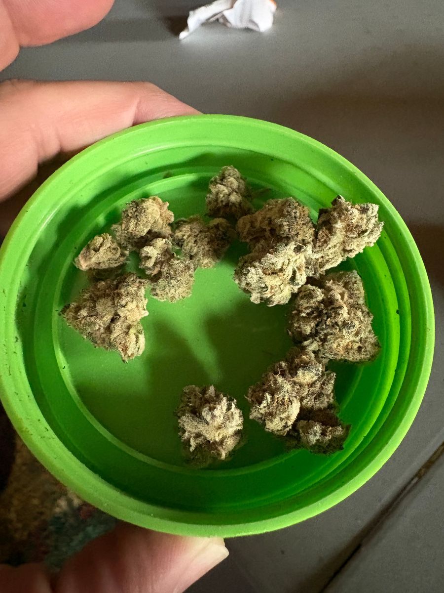 Cool Creek Crush strain