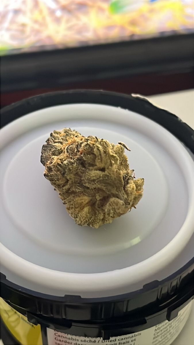 Tribal Motorbreth X Leamon Cherry Gelato