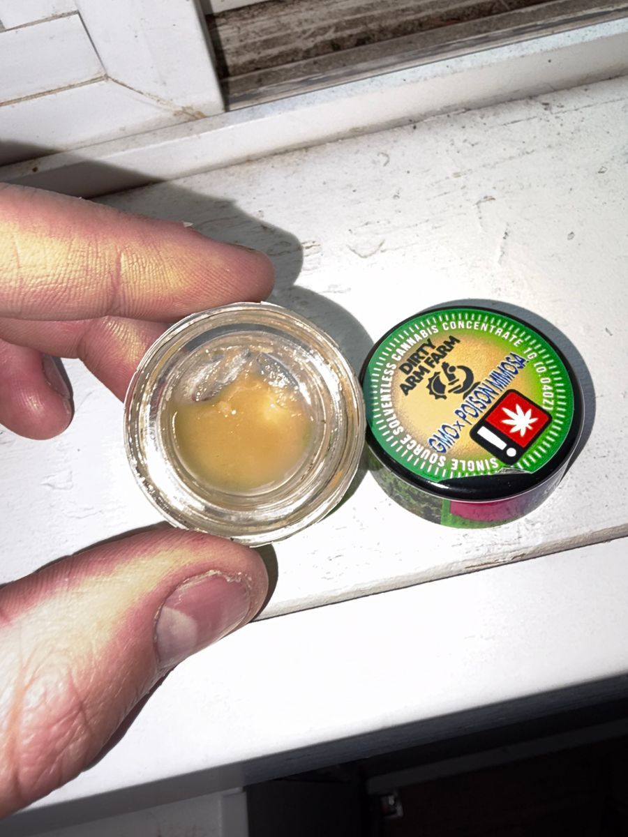 Gmo X Poison Mimosa strain