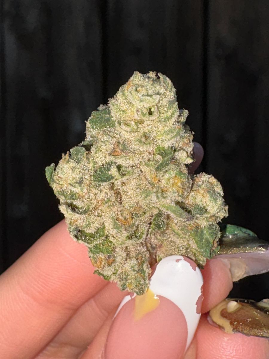 Mamba 24 strain