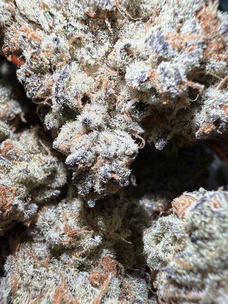 Cookies N Cream strain