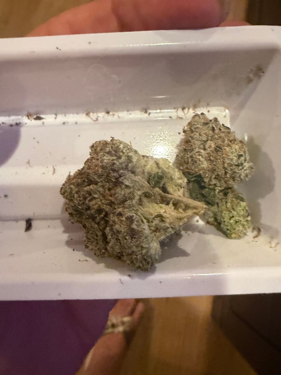 Lion Order Gully Kush