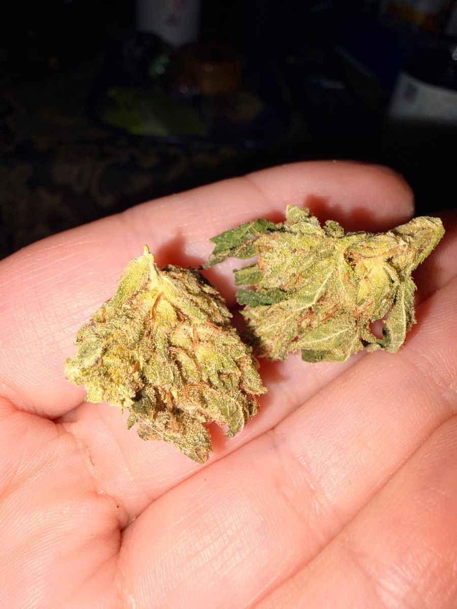 Sour Fire Og strain
