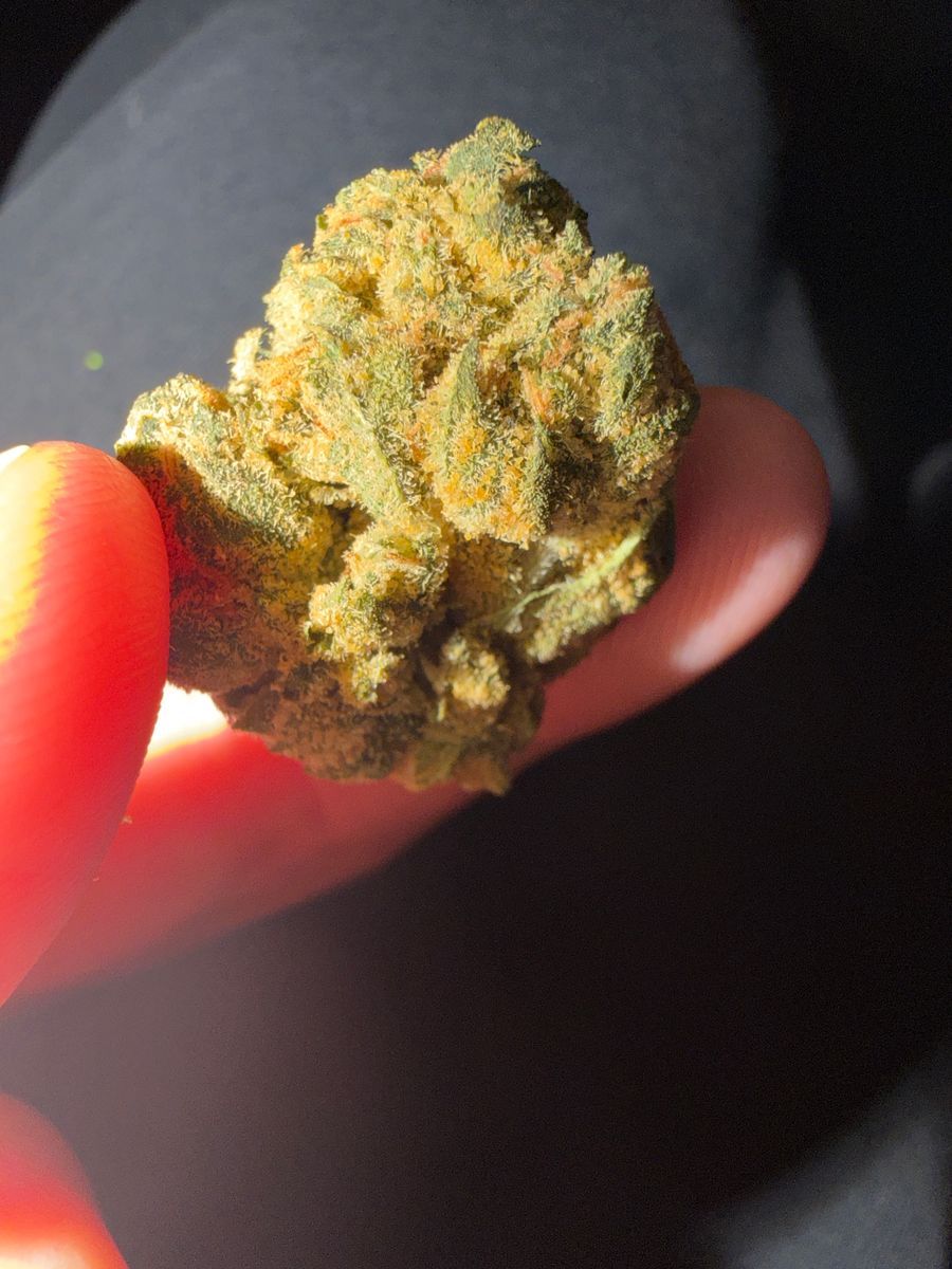 Khalifa Kush: Baby Turtle