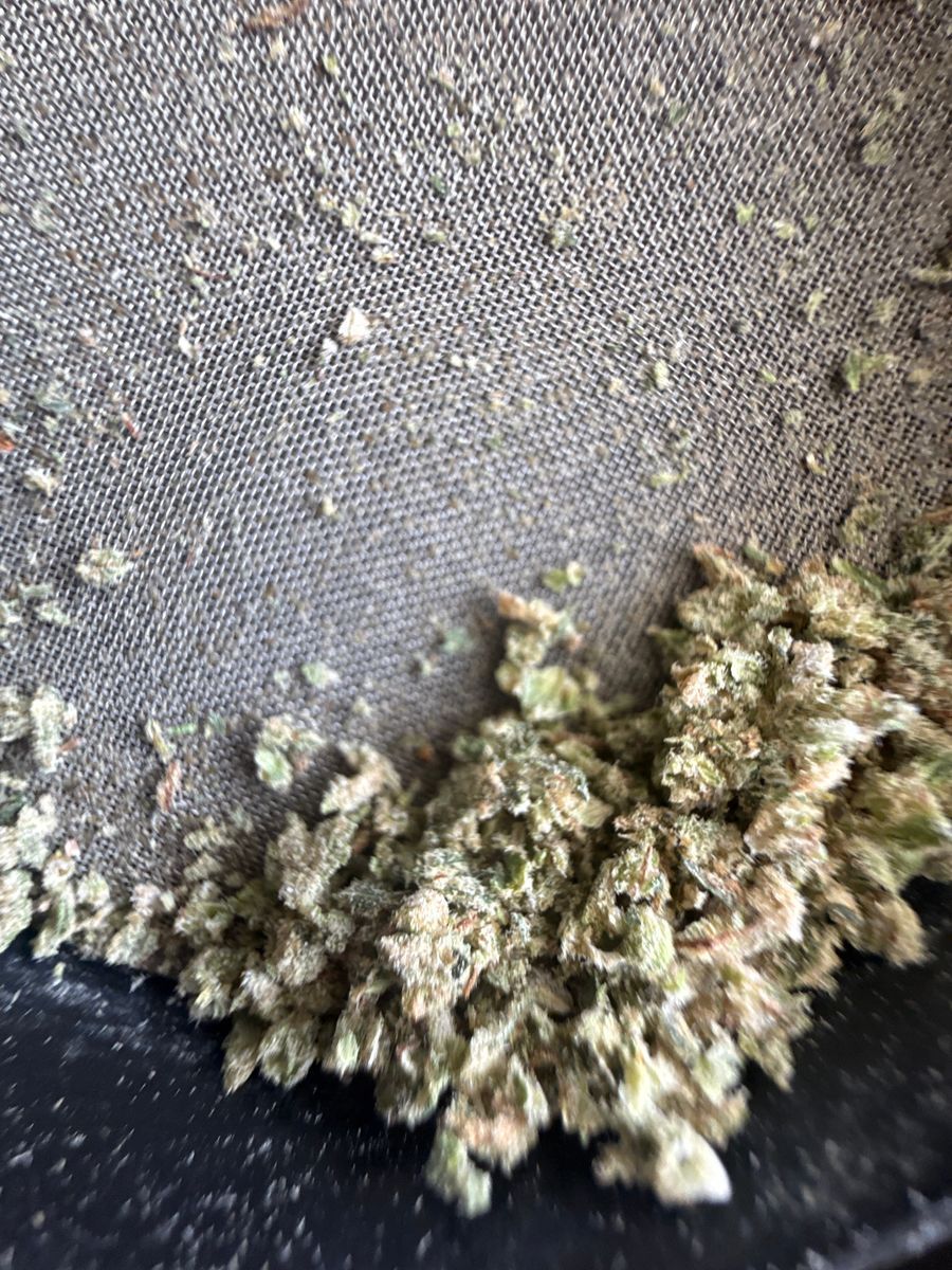 Revelry Lime Og