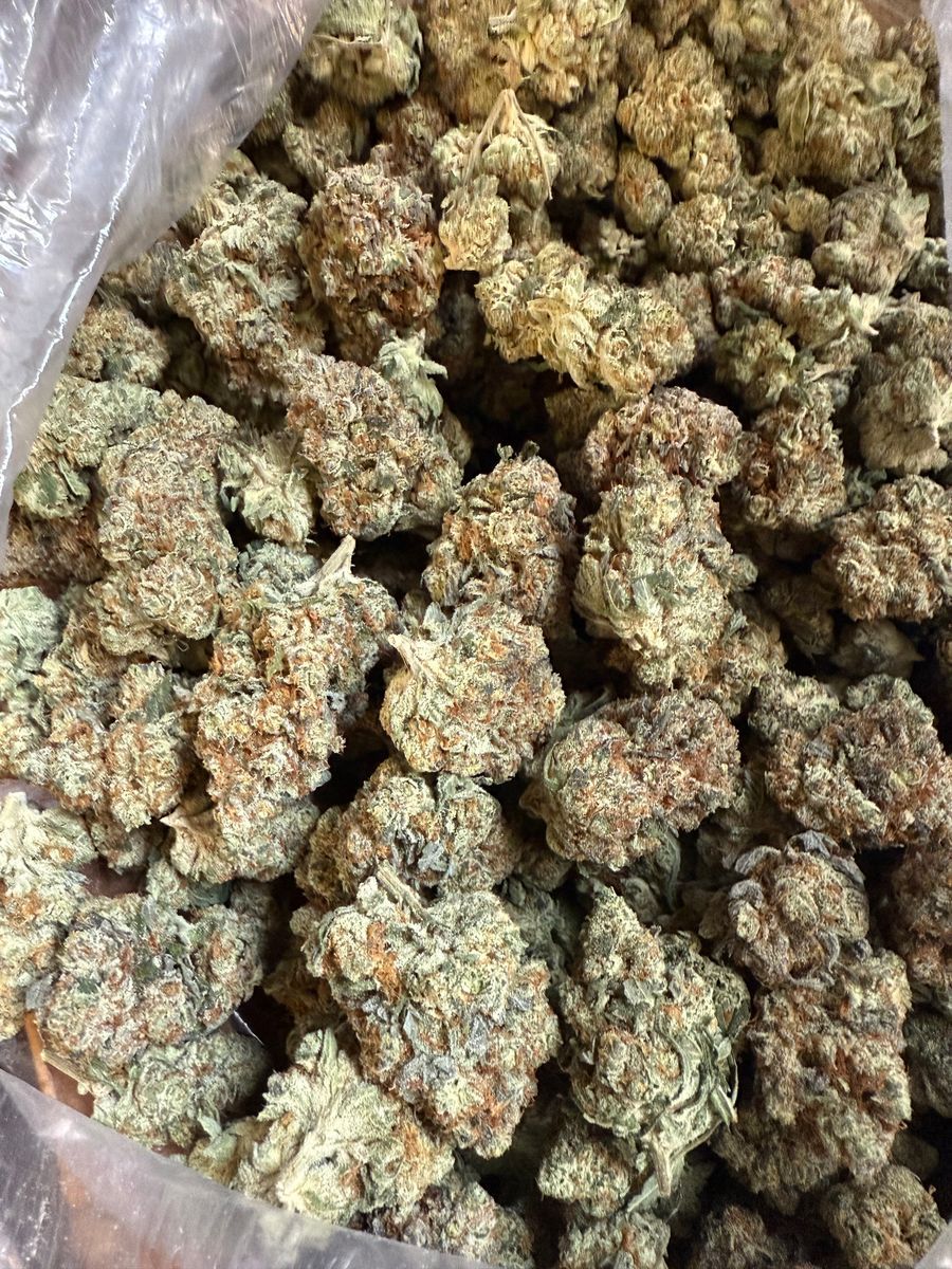 Apocalypse Og strain