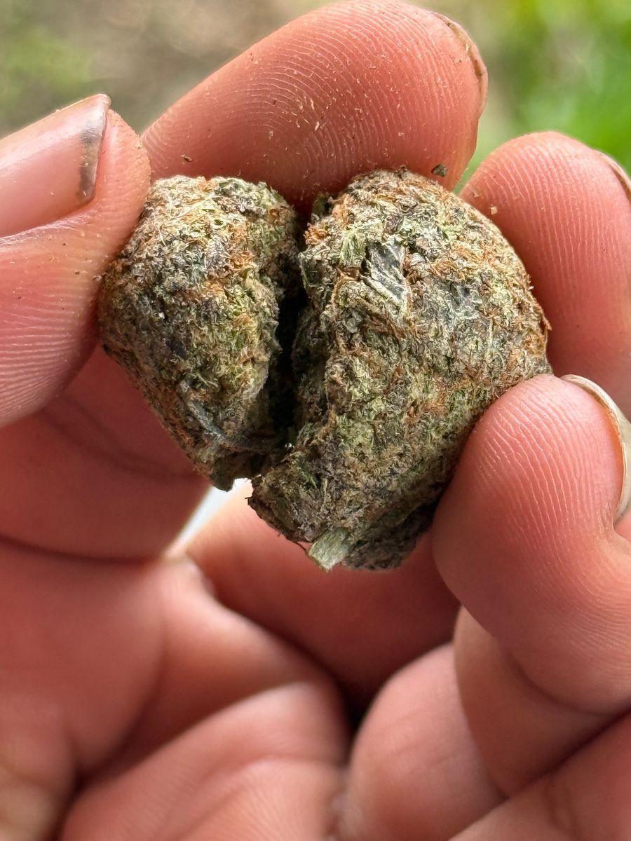 Cookies Acapulco Gold