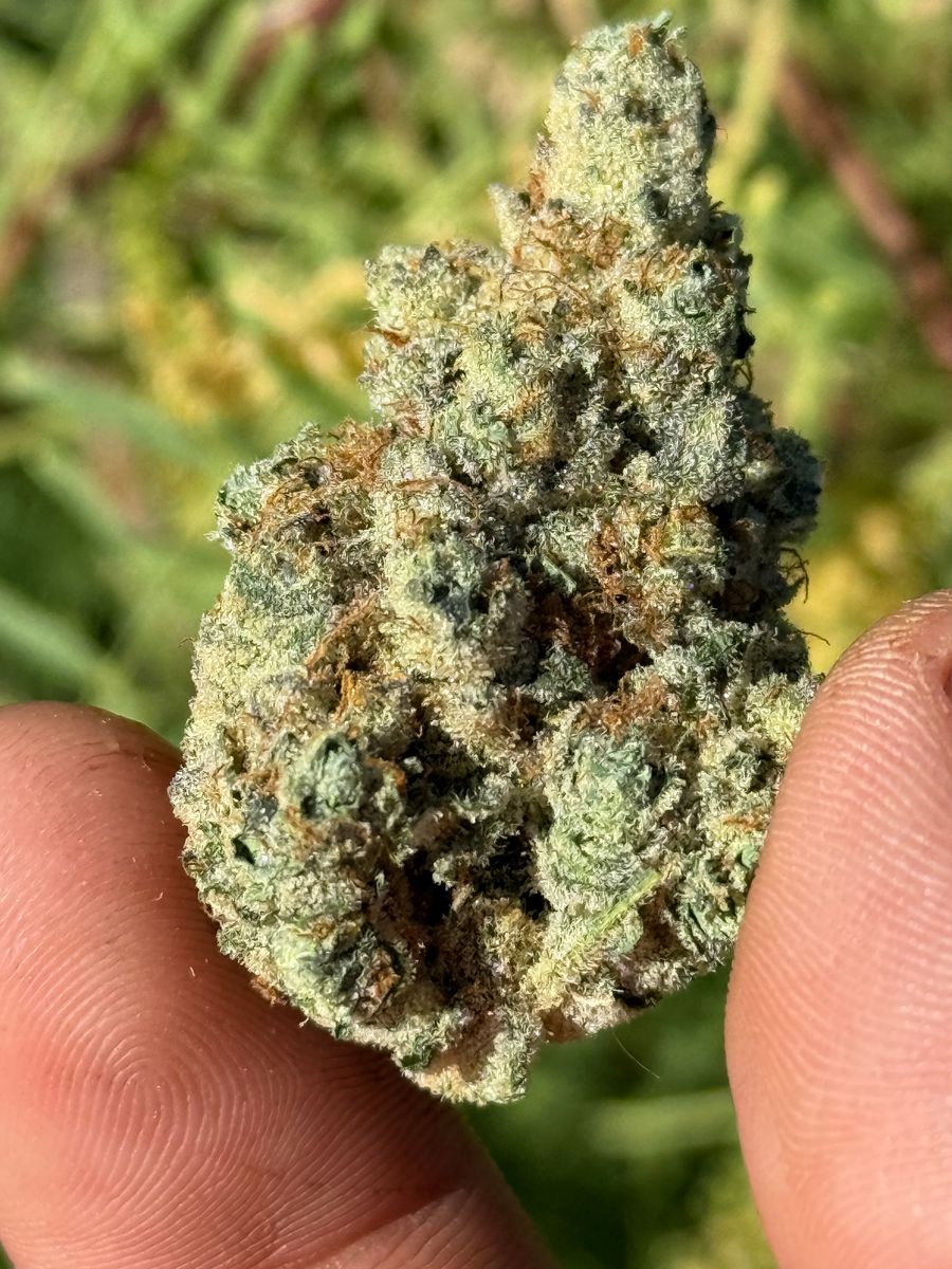 Sour Gak strain